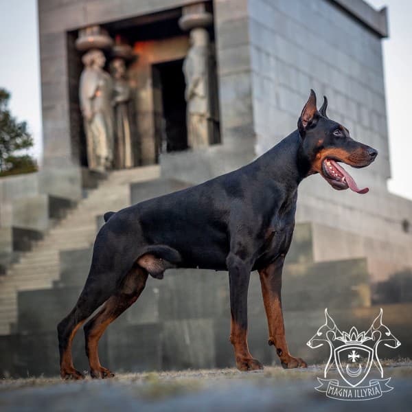 ARTAS from MAGNA ILLYRIA